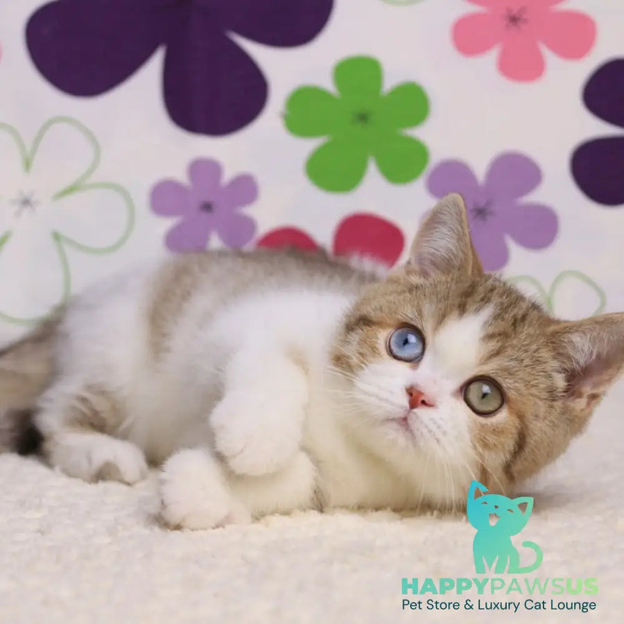 Cosmic British Shorthair male chocolate spotted tabby bicolour - live animals
