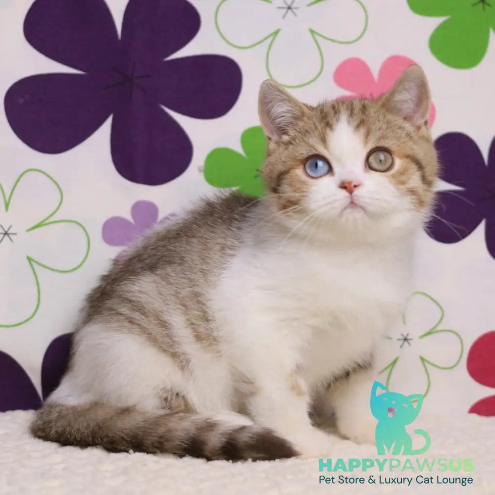 Cosmic British Shorthair male chocolate spotted tabby bicolour - live animals