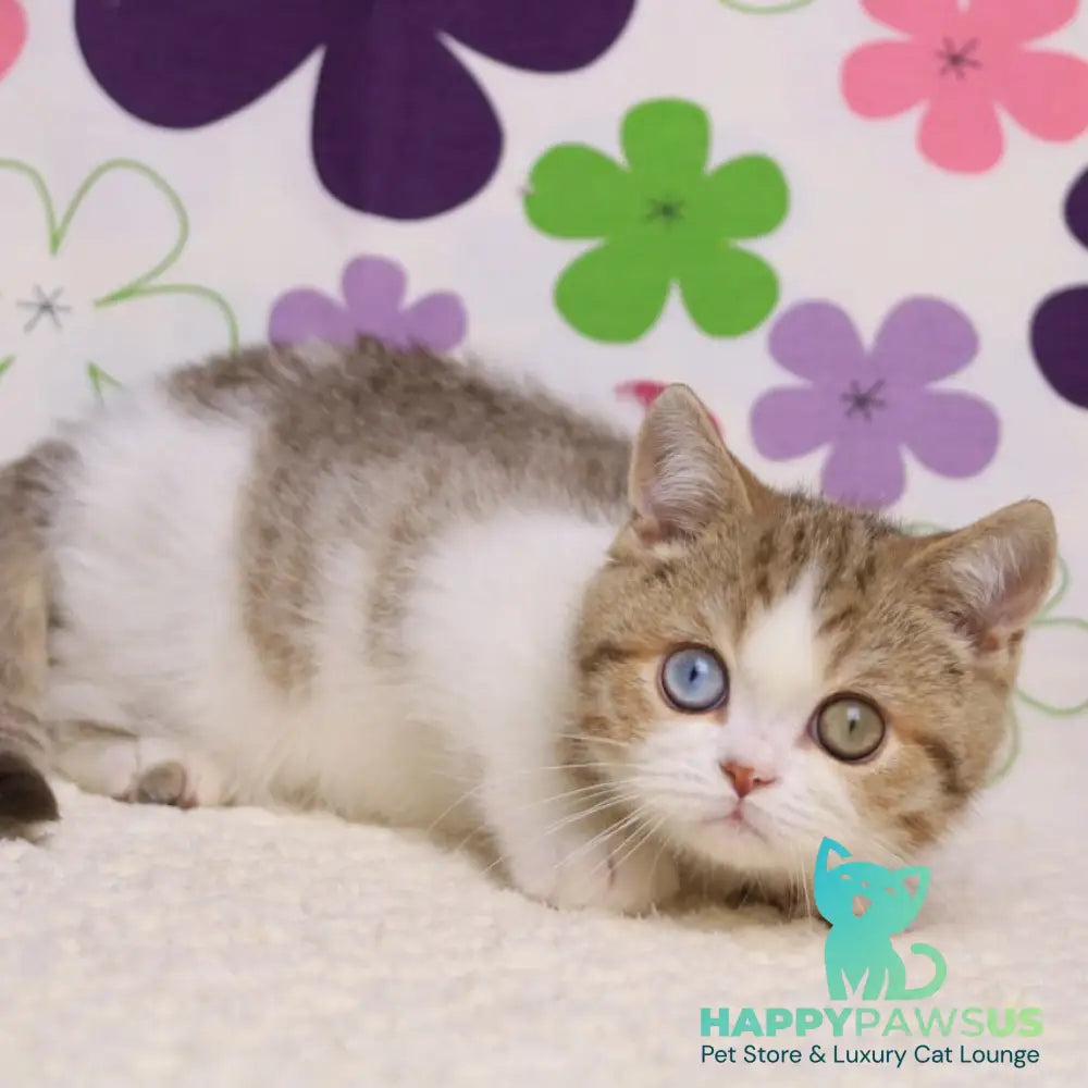 Cosmic British Shorthair male chocolate spotted tabby bicolour - live animals