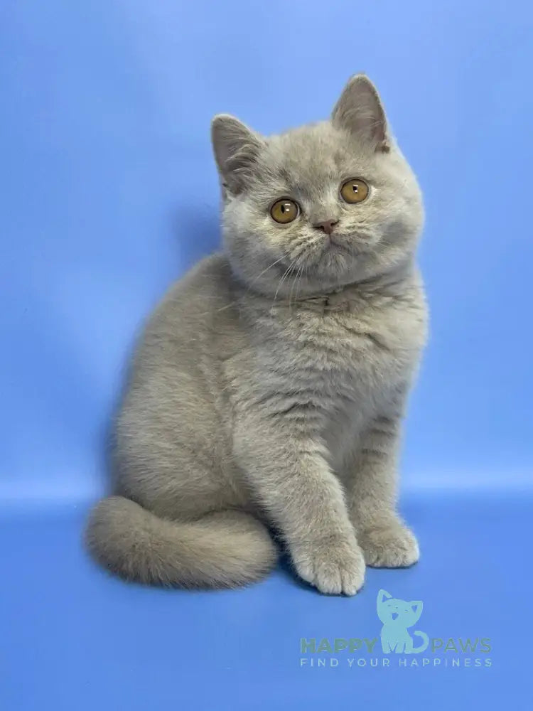 Cosmo British Shorthair male lilac live animals