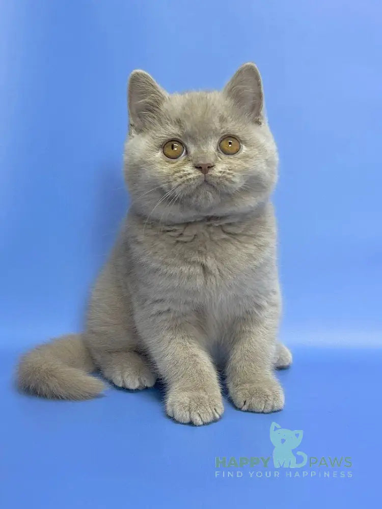 Cosmo British Shorthair male lilac live animals