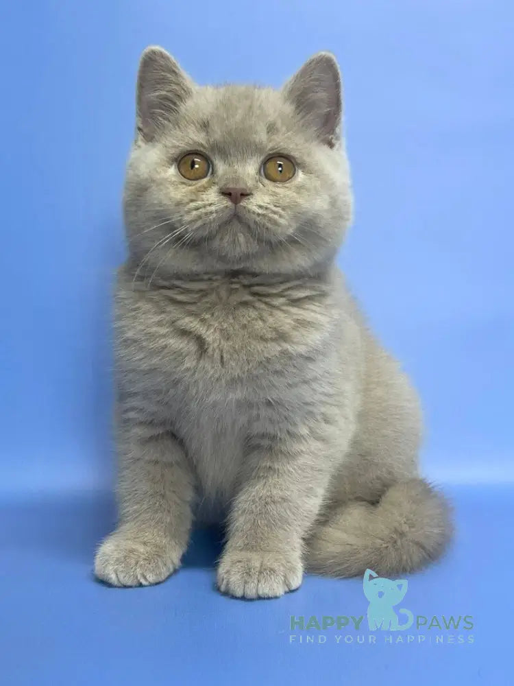 Cosmo British Shorthair male lilac live animals