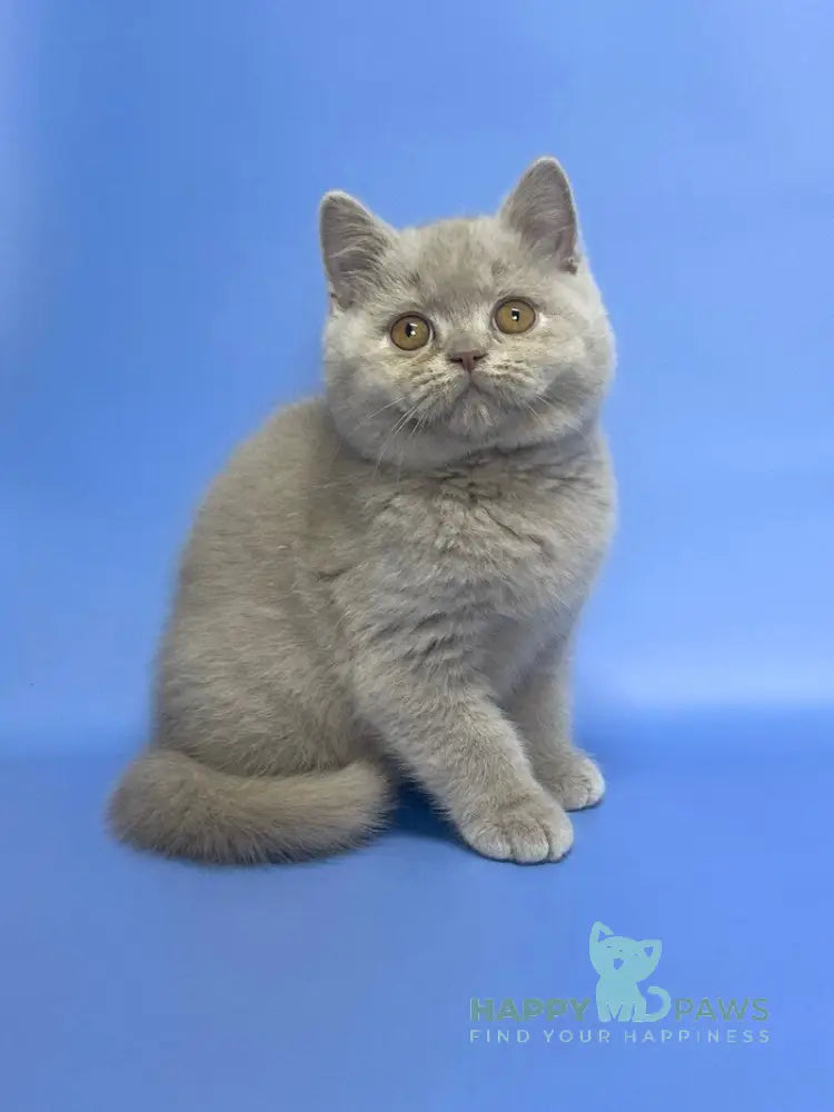 Cosmo British Shorthair male lilac live animals