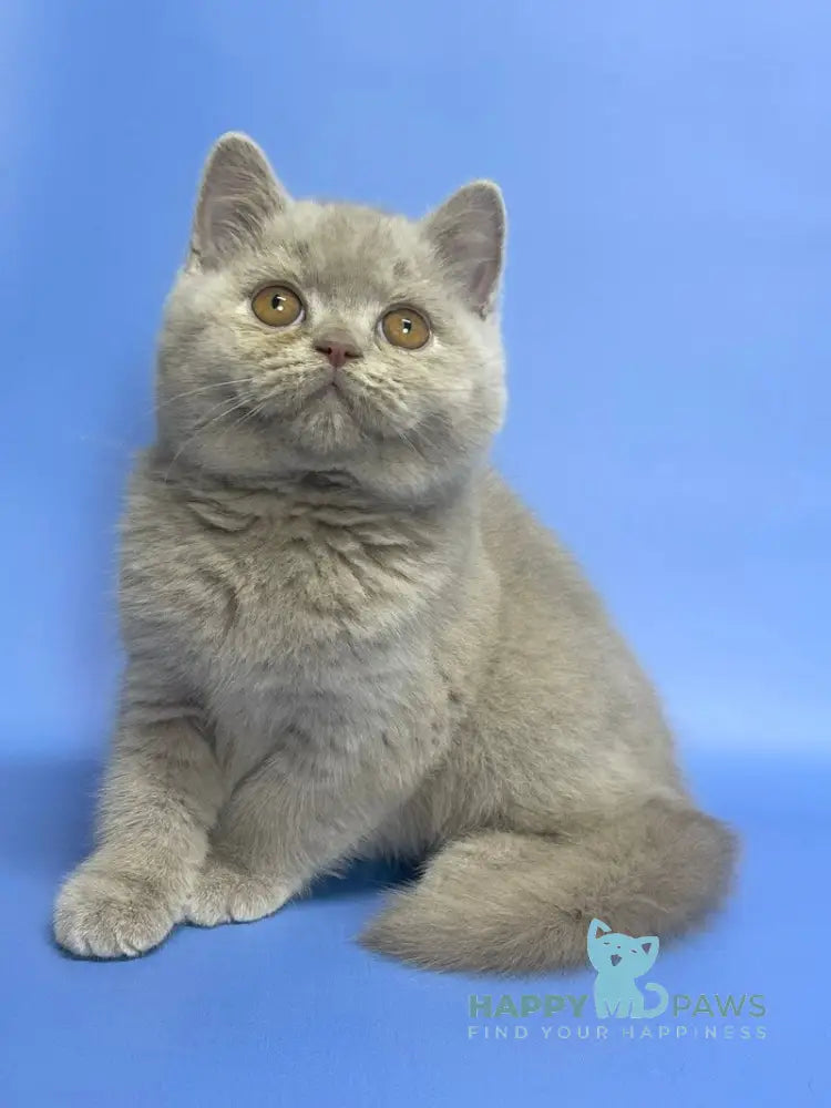 Cosmo British Shorthair male lilac live animals