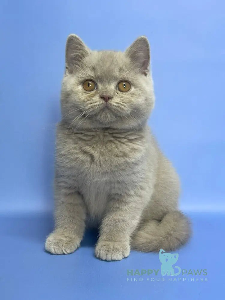 Cosmo British Shorthair male lilac live animals