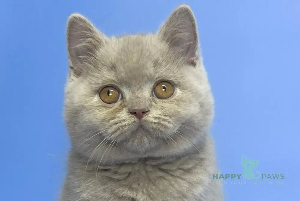Cosmo British Shorthair male lilac live animals