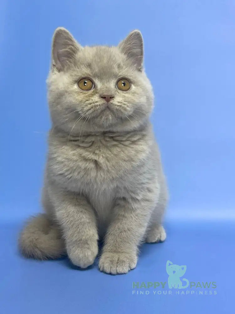 Cosmo British Shorthair male lilac live animals