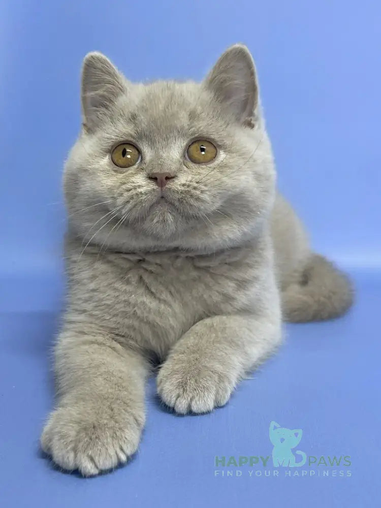 Cosmo British Shorthair male lilac live animals