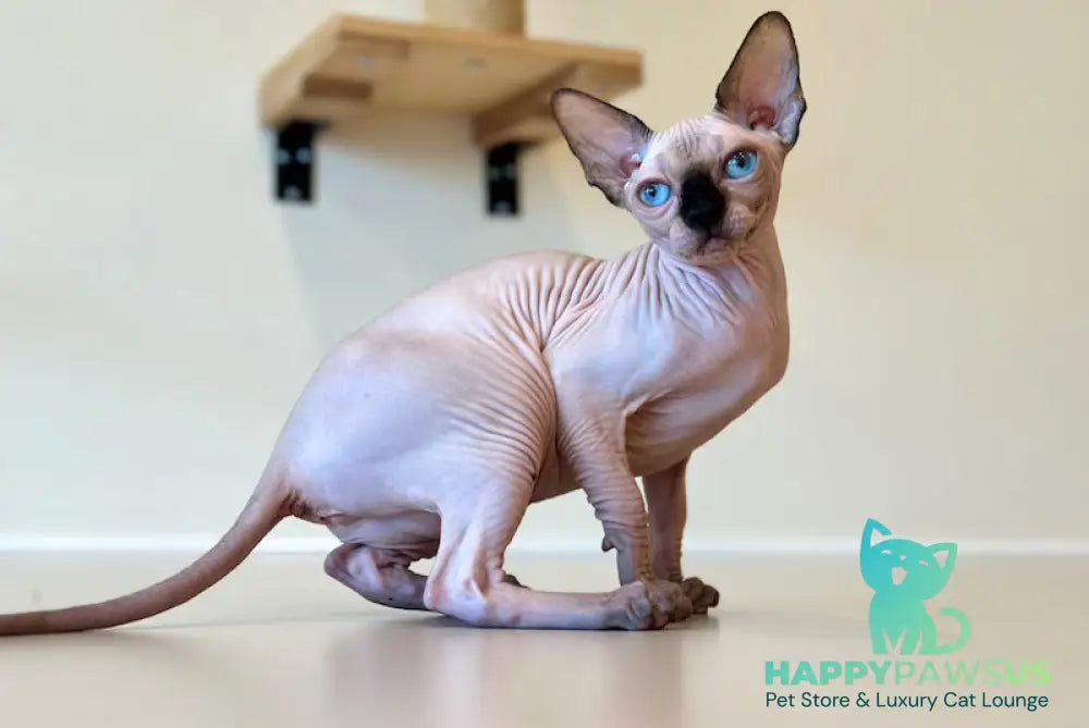 Cosmo Canadian Sphynx male seal pointed - live animals