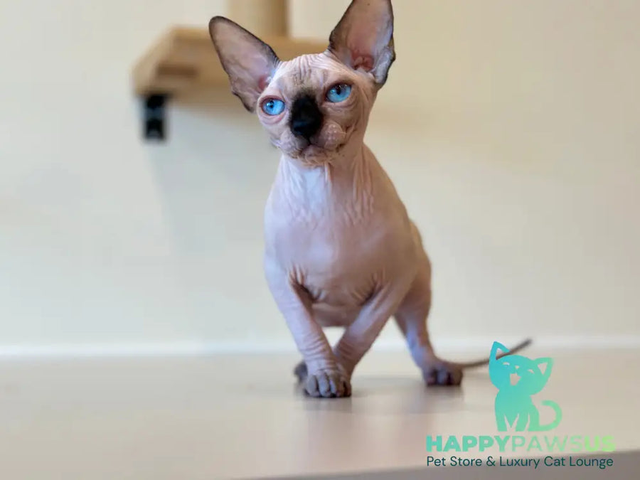 Cosmo Canadian Sphynx male seal pointed - live animals