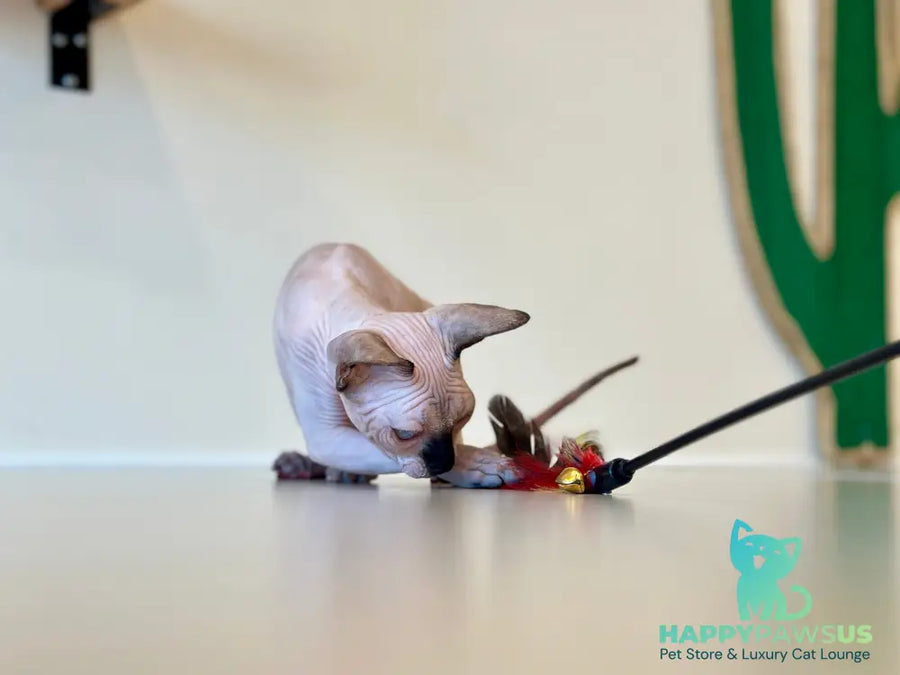 Cosmo Canadian Sphynx male seal pointed - live animals