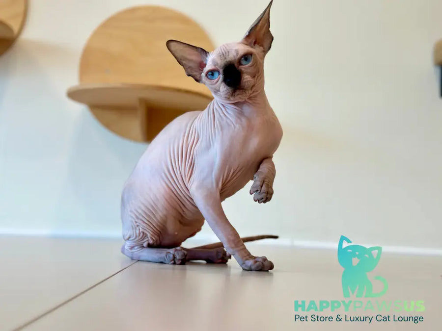 Cosmo Canadian Sphynx male seal pointed - live animals