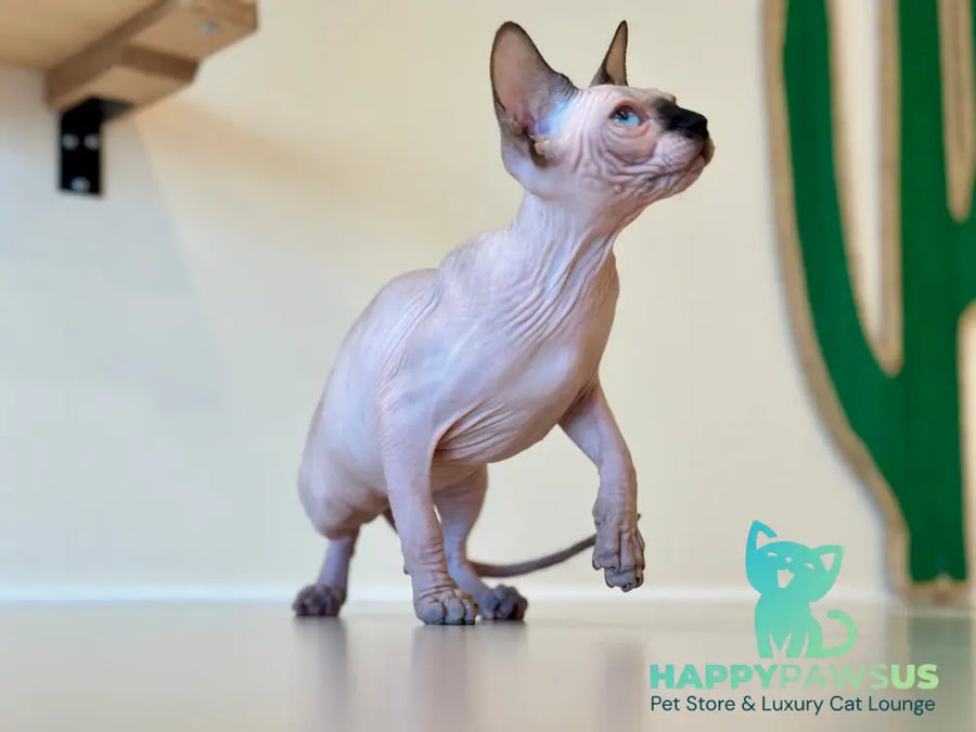 Cosmo Canadian Sphynx male seal pointed - live animals