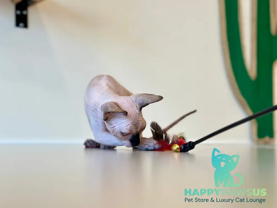 Cosmo Canadian Sphynx male seal pointed - live animals