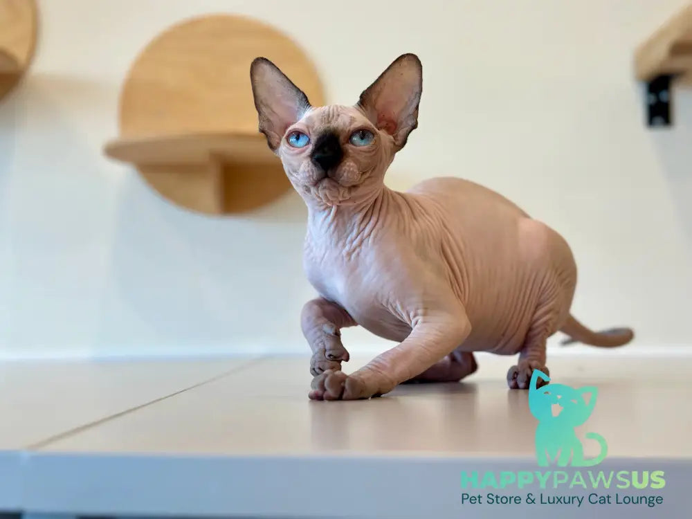Cosmo Canadian Sphynx male seal pointed - live animals