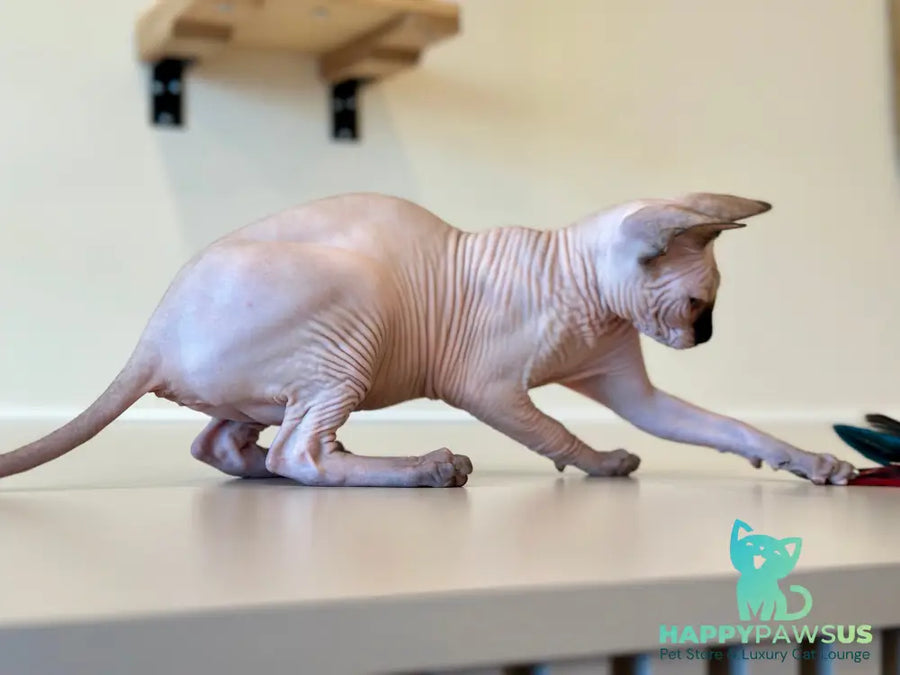 Cosmo Canadian Sphynx male seal pointed - live animals