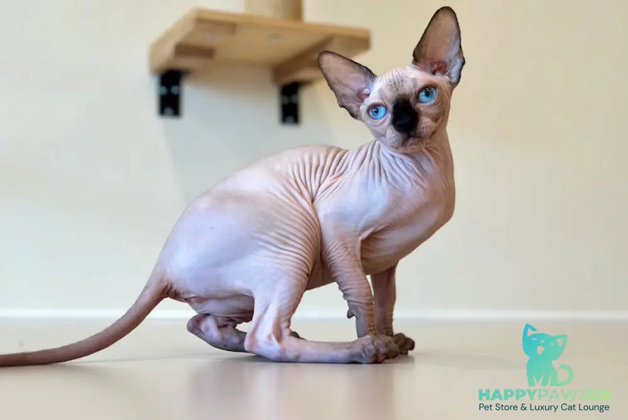 Cosmo Canadian Sphynx male seal pointed - live animals