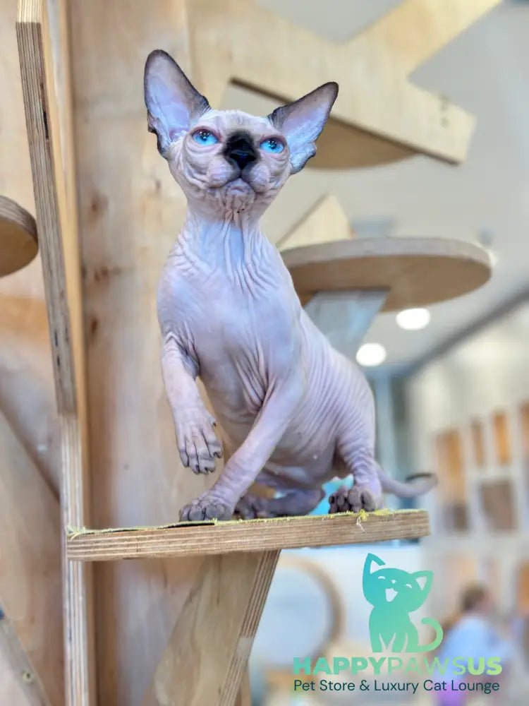 Cosmo Canadian Sphynx male seal pointed - live animals
