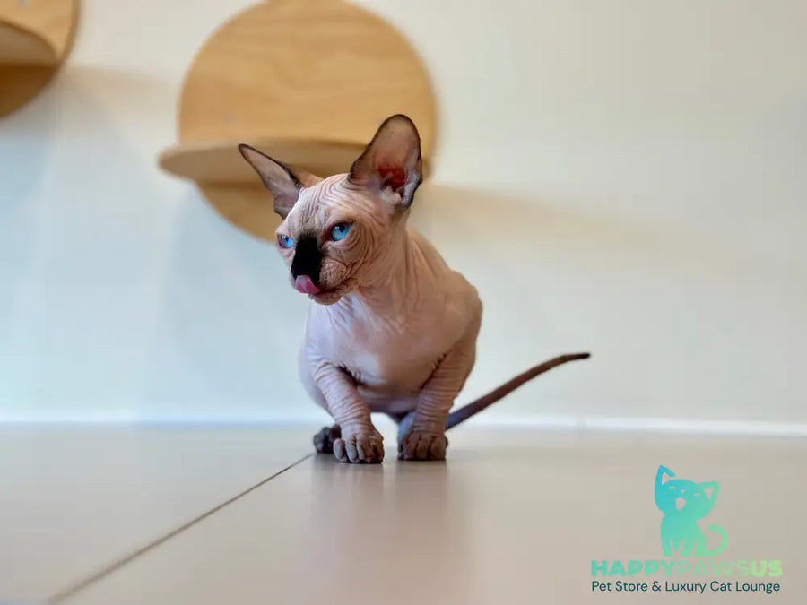 Cosmo Canadian Sphynx male seal pointed - live animals