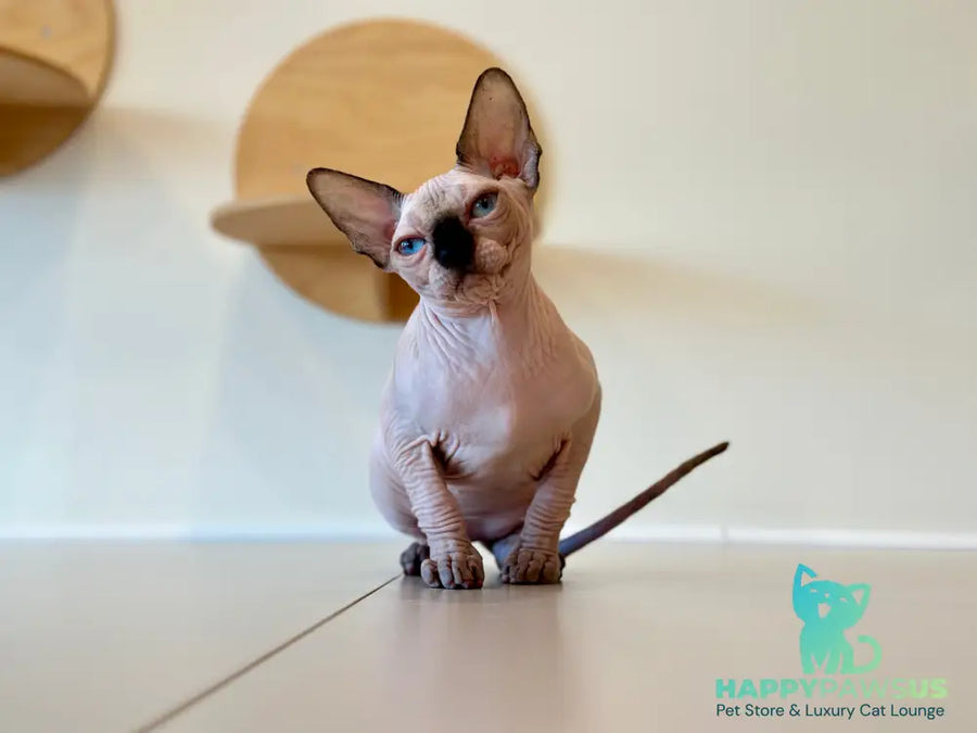 Cosmo Canadian Sphynx male seal pointed - live animals