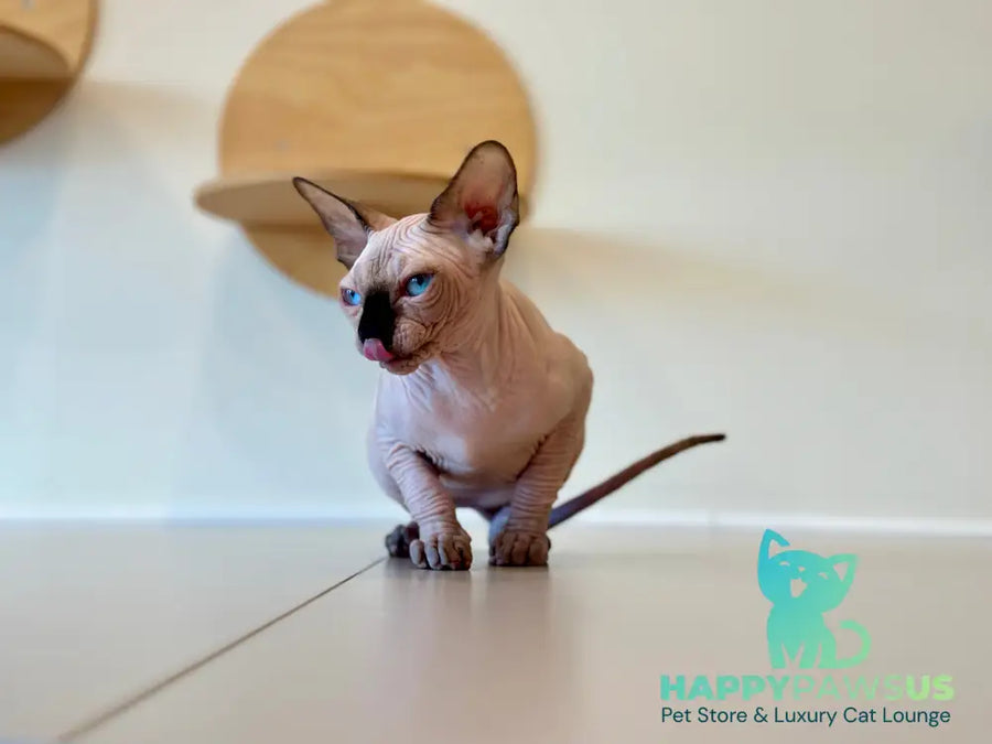 Cosmo Canadian Sphynx male seal pointed - live animals