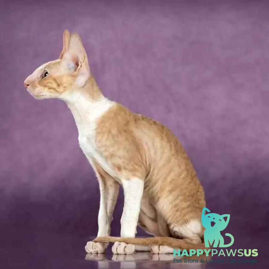 Cosmo Cornish Rex male cream bicolour - live animals