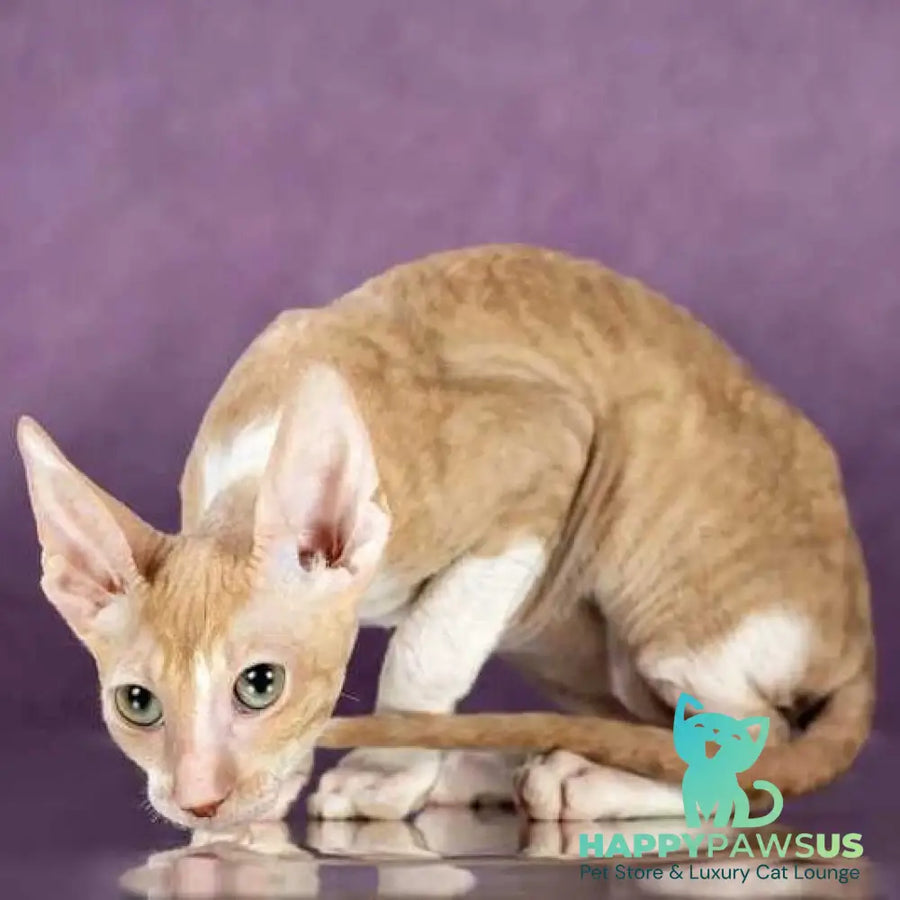 Cosmo Cornish Rex male cream bicolour - live animals