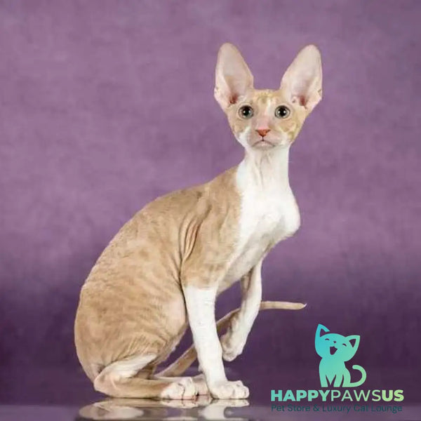 Cosmo Cornish Rex male cream bicolour - live animals