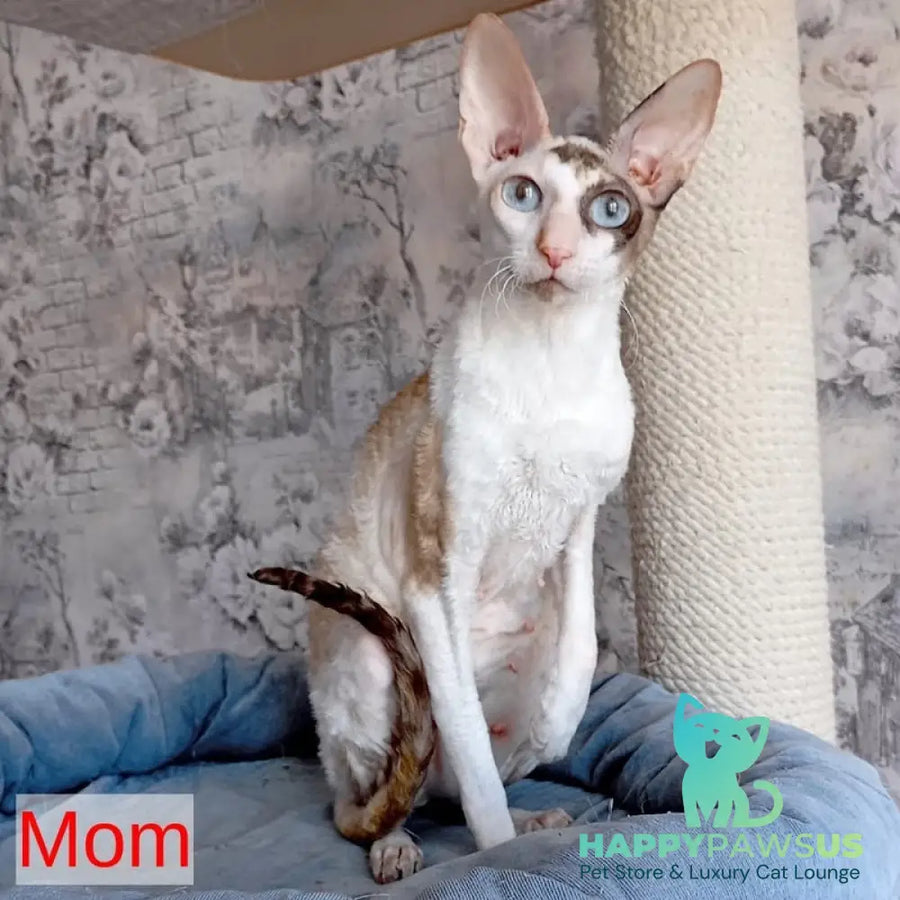 Cosmo Cornish Rex male cream bicolour - live animals