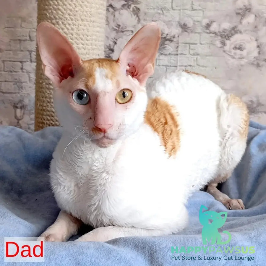 Cosmo Cornish Rex male cream bicolour - live animals