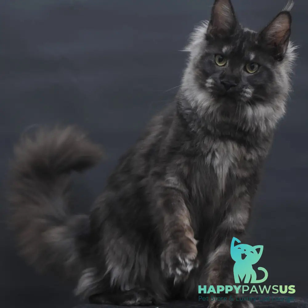 Cosmo Maine Coon female black silver - live animals