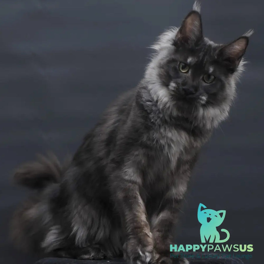 Cosmo Maine Coon female black silver - live animals
