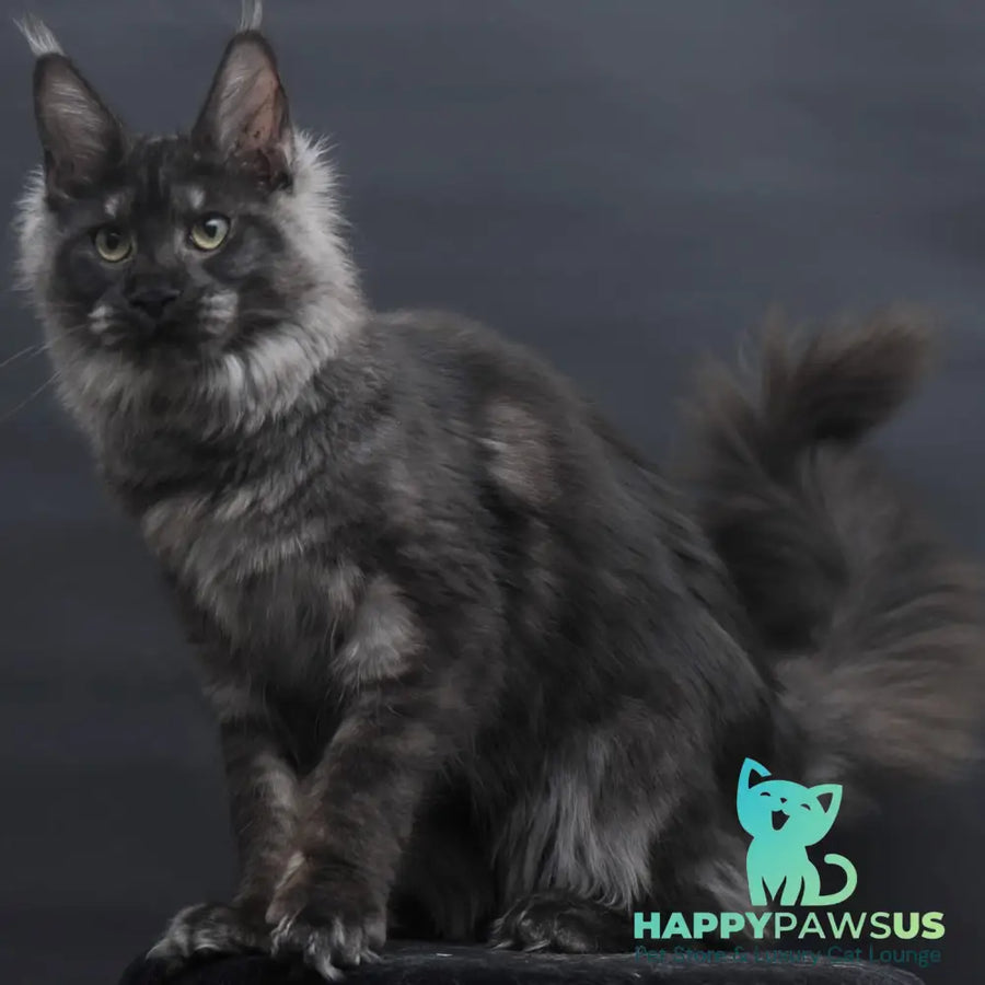 Cosmo Maine Coon female black silver - live animals