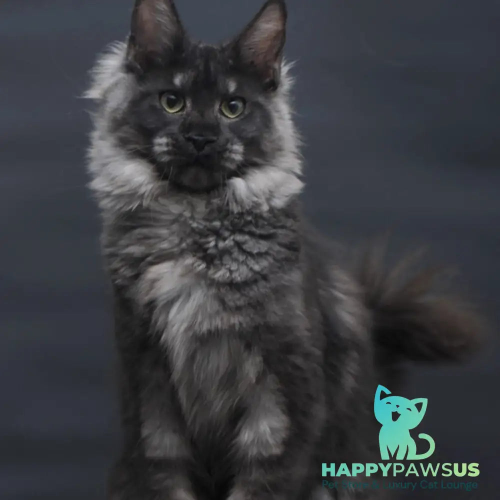 Cosmo Maine Coon female black silver - live animals
