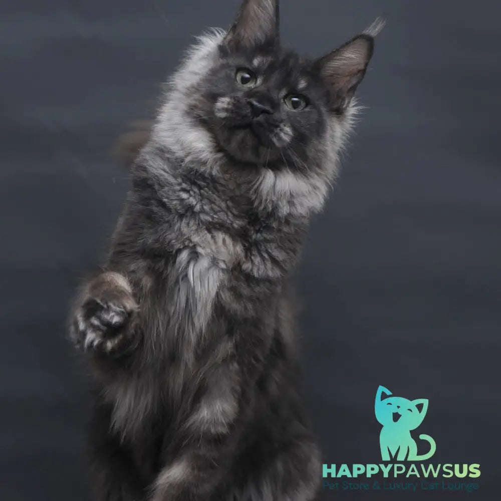 Cosmo Maine Coon female black silver - live animals