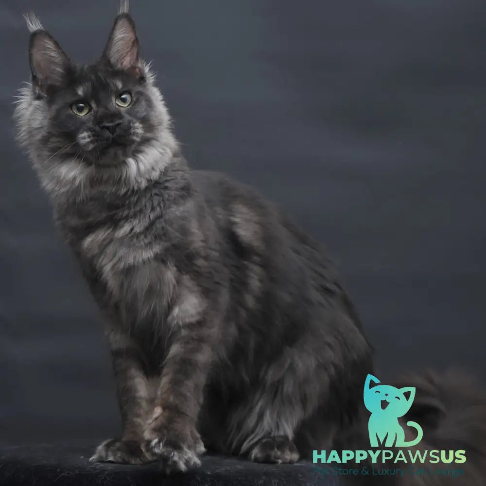 Cosmo Maine Coon female black silver - live animals