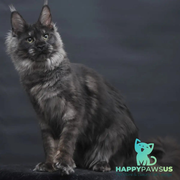 Cosmo Maine Coon female black silver - live animals