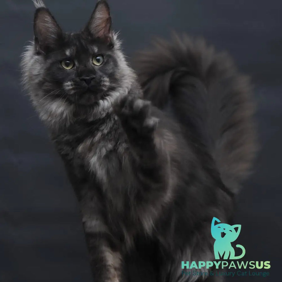 Cosmo Maine Coon female black silver - live animals