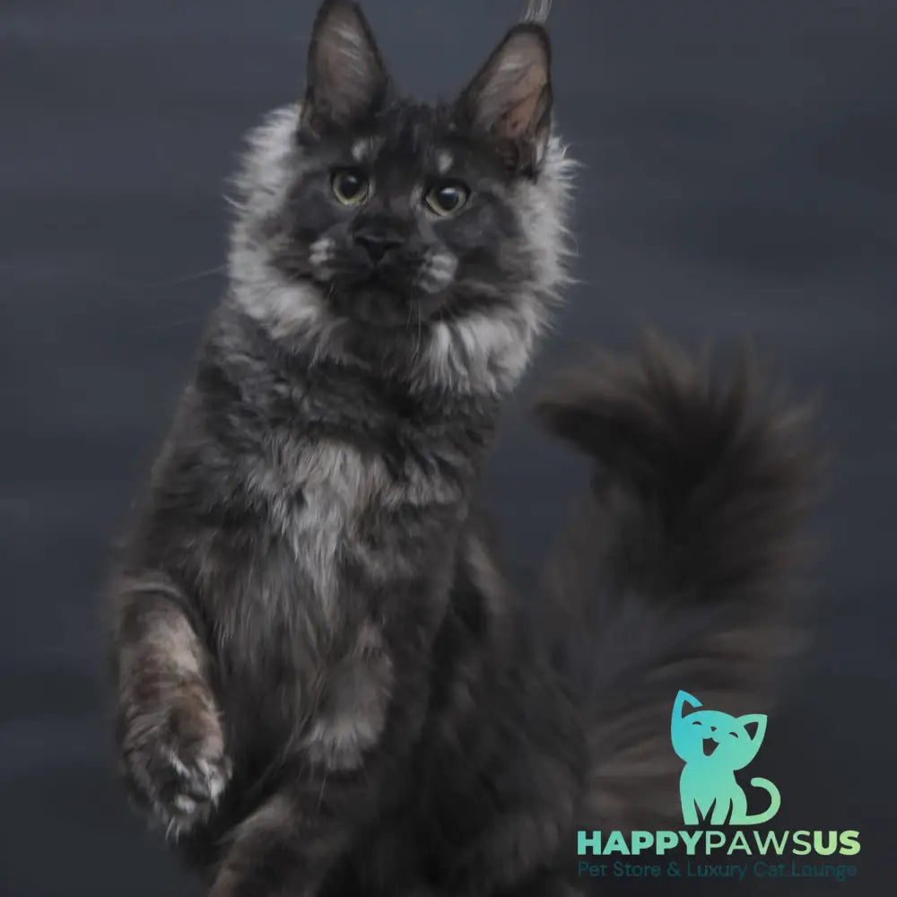 Cosmo Maine Coon female black silver - live animals