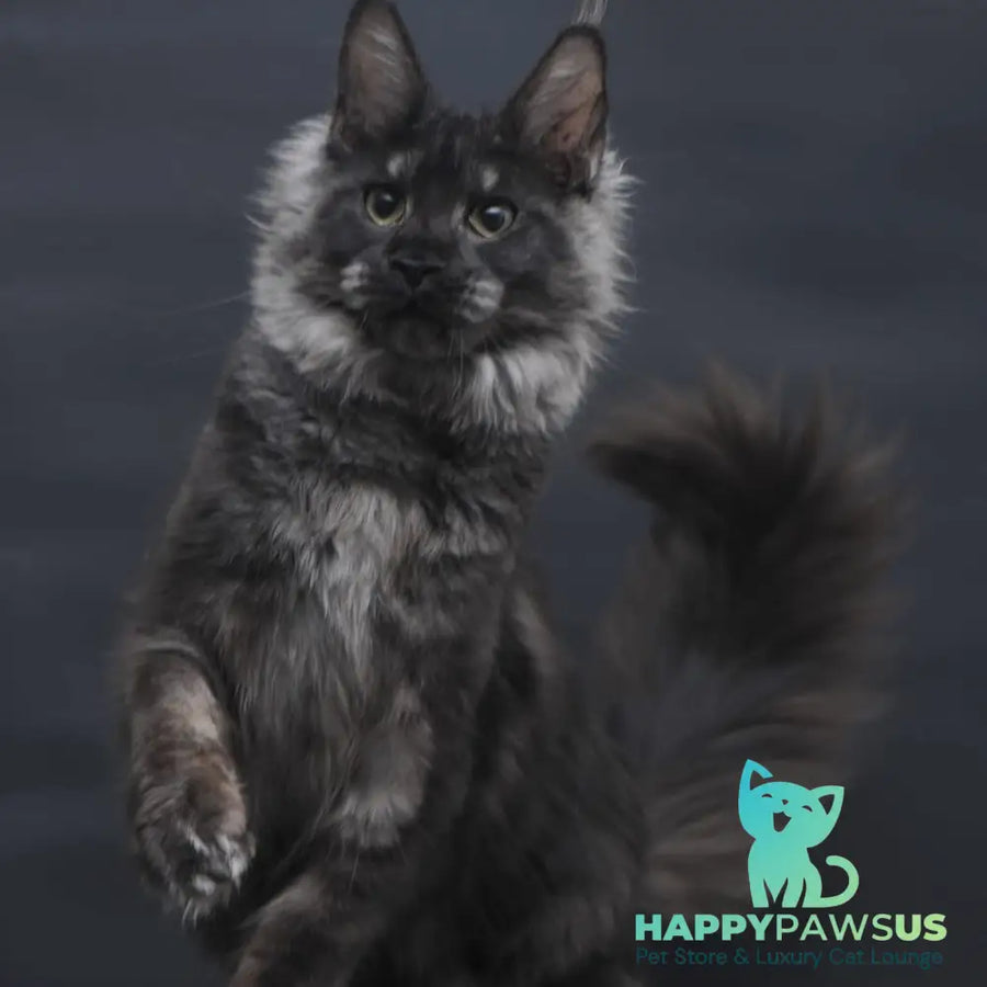 Cosmo Maine Coon female black silver - live animals