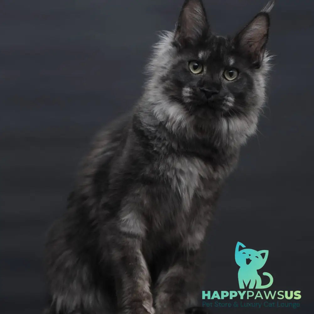 Cosmo Maine Coon female black silver - live animals