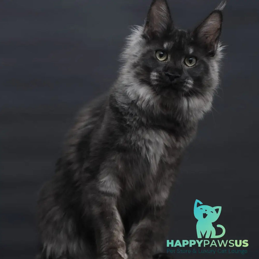 Cosmo Maine Coon female black silver - live animals