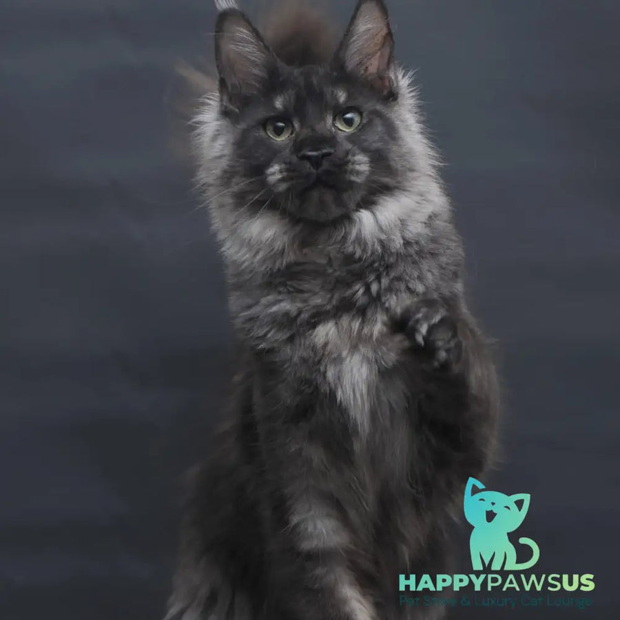 Cosmo Maine Coon female black silver - live animals
