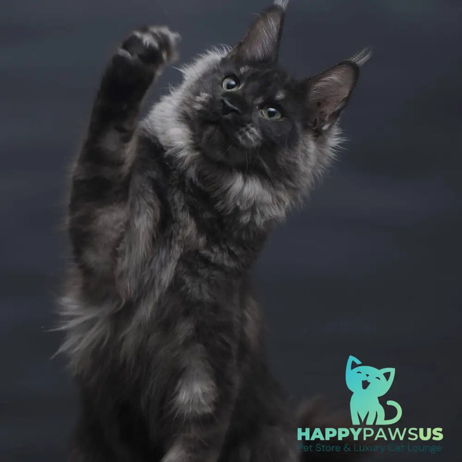 Cosmo Maine Coon female black silver - live animals