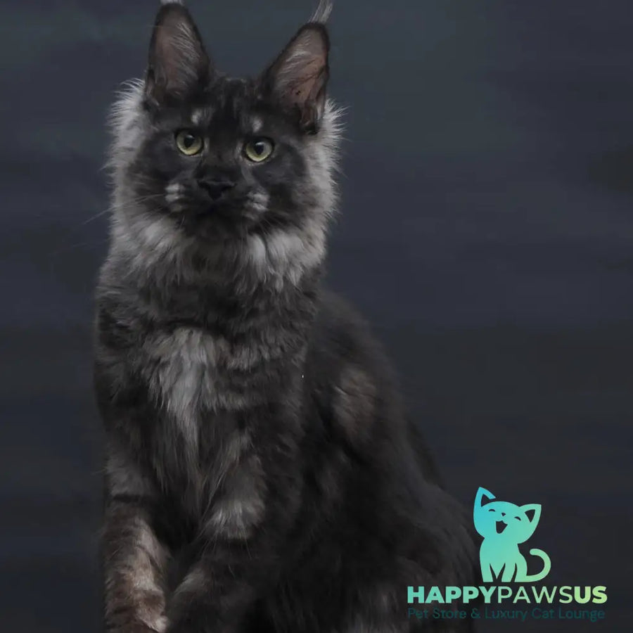Cosmo Maine Coon female black silver - live animals