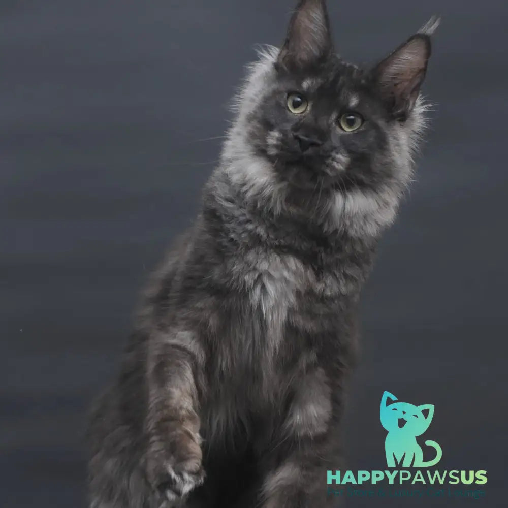 Cosmo Maine Coon female black silver - live animals