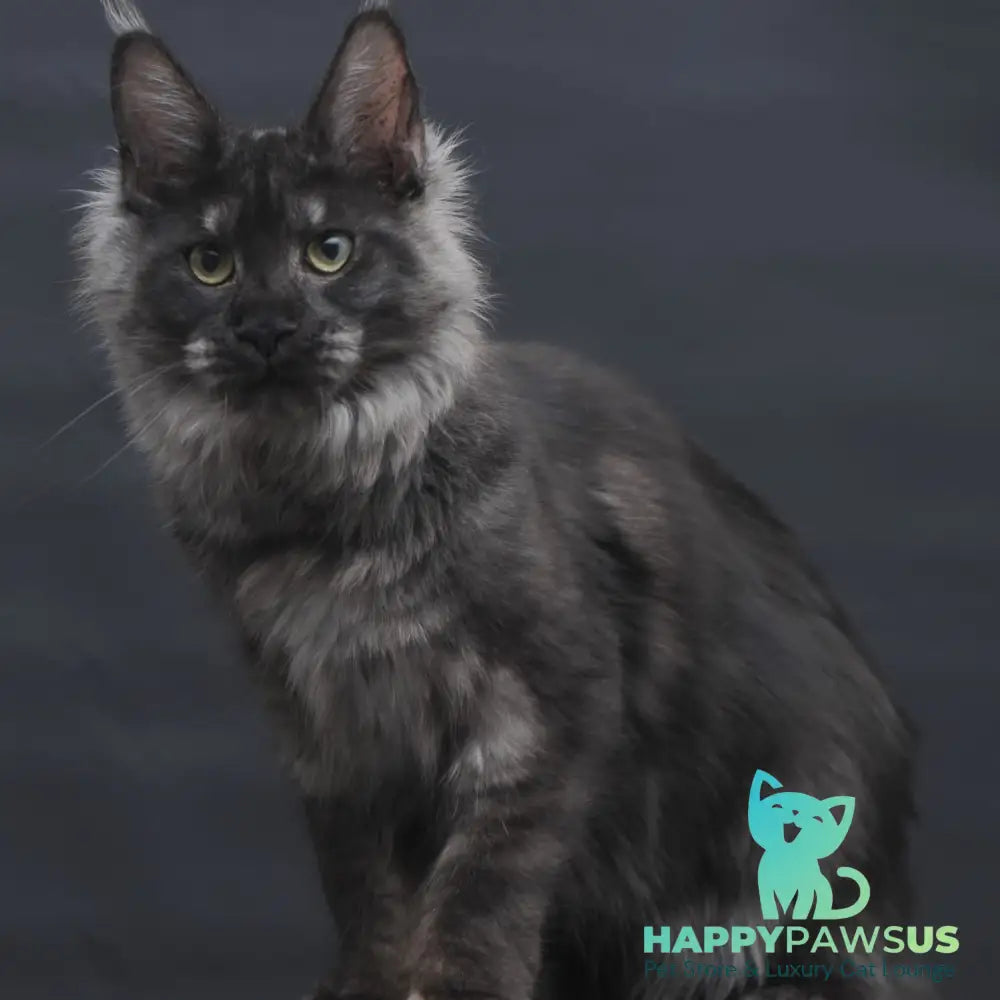 Cosmo Maine Coon female black silver - live animals