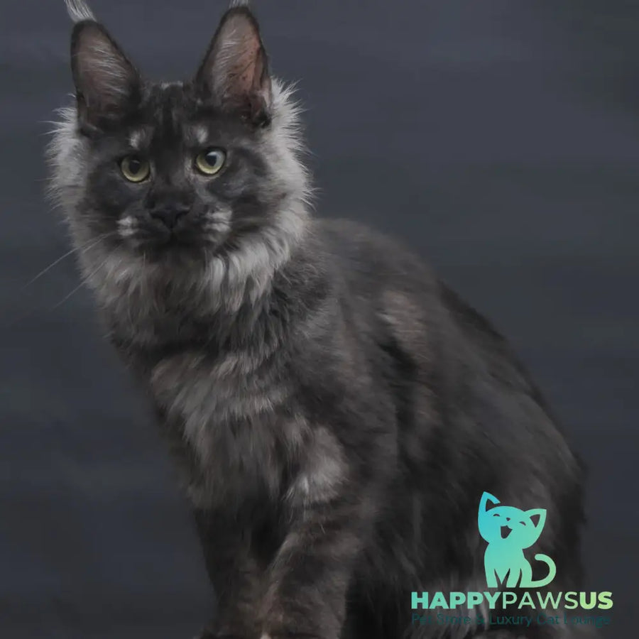 Cosmo Maine Coon female black silver - live animals