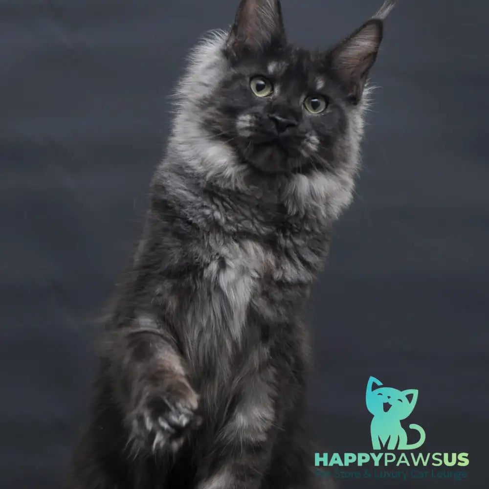 Cosmo Maine Coon female black silver - live animals