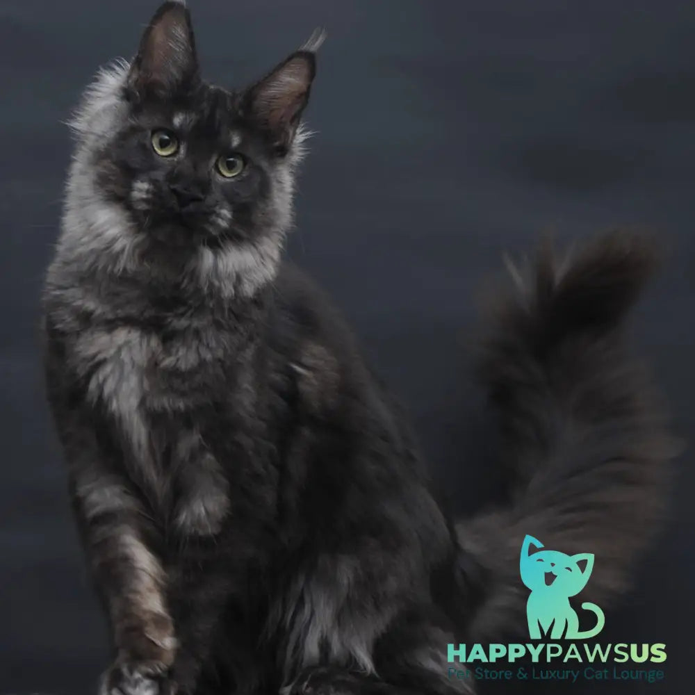 Cosmo Maine Coon female black silver - live animals